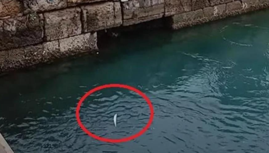 VIDEO: Ο Τσακ Νόρις πήγε για ψάρεμα στη Χαλκίδα VIDEO: Ο Τσακ Νόρις πήγε για ψάρεμα στη Χαλκίδα