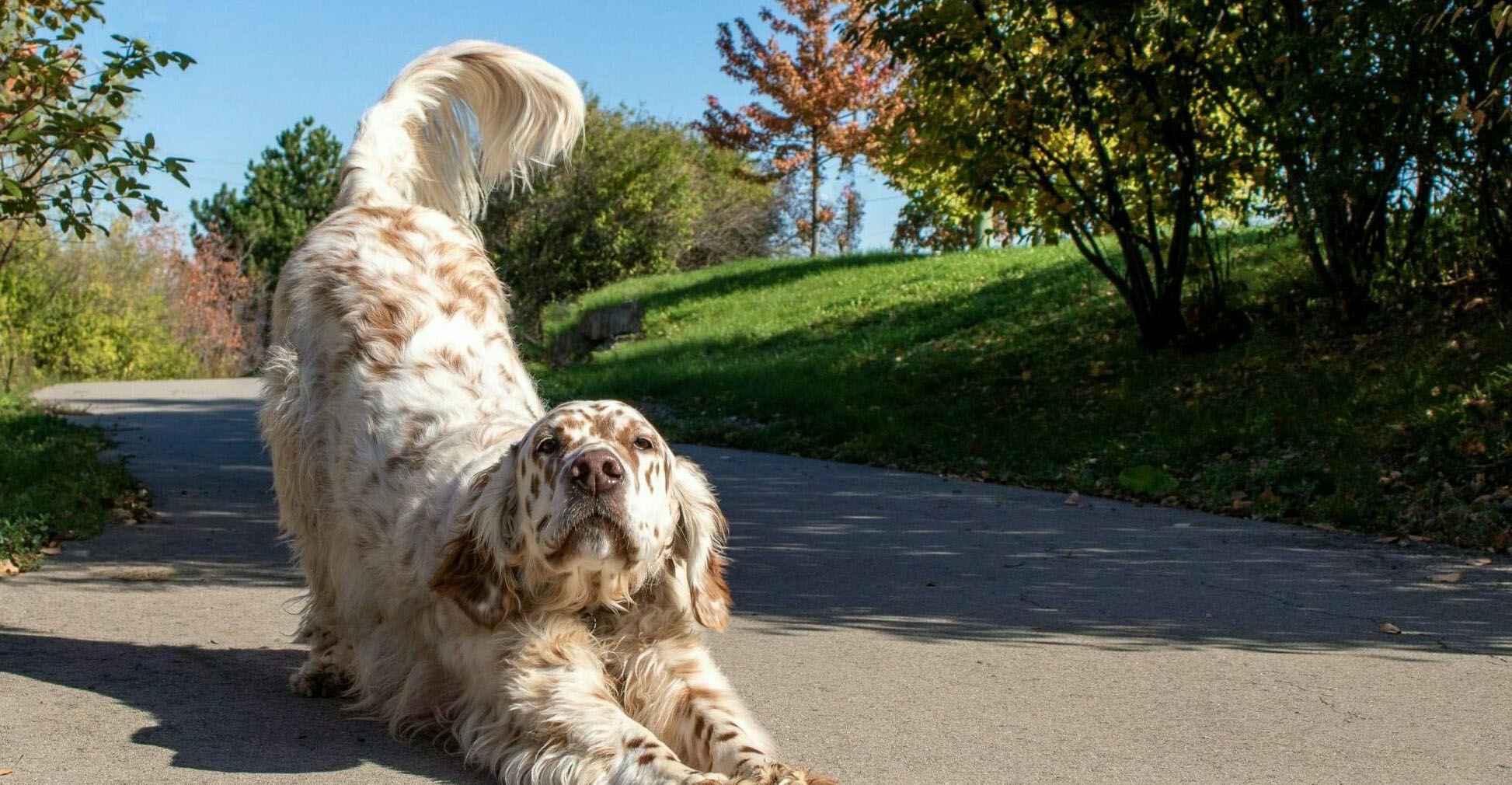 Έπεσε σκύλος σε γκρεμό στη Λεμεσό – «Έτρεξε» για διάσωση η ΕΜΑΚ