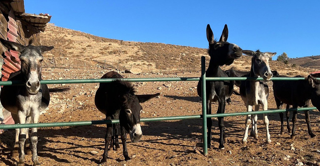 Έ&kappa;&kappa;&lambda;&eta;&sigma;&eta; &gamma;&iota;&alpha; &beta;&omicron;ή&theta;&epsilon;&iota;&alpha;: 50 &gamma;&alpha;ϊ&delta;&omicron;&upsilon;&rho;ά&kappa;&iota;&alpha; &kappa;&iota;&nu;&delta;&upsilon;&nu;&epsilon;ύ&omicron;&upsilon;&nu; &alpha;&pi;ό έ&lambda;&lambda;&epsilon;&iota;&psi;&eta; &tau;&rho;&omicron;&phi;ή&sigmaf;