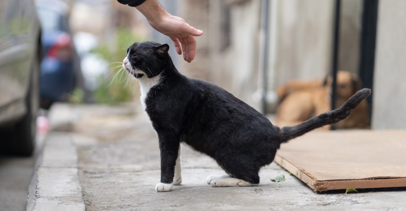 Αλλοδαποί αρπάζουν γατάκια για να τα φάνε – «Εμείς τα καταναλώνουμε»