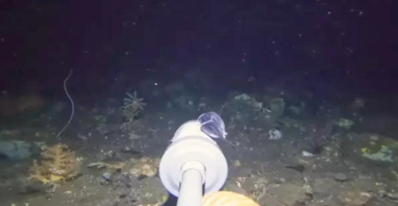 Το πλάσμα που είδε στο βυθό του ωκεανού μπέρδεψε ακόμη και τους ειδικούς