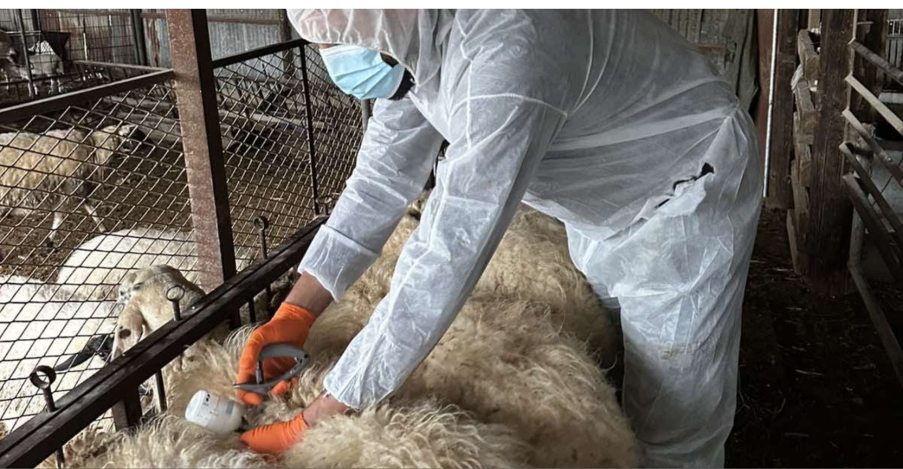 Θρίλερ σε σημείο ελέγχου: Εισέπνευσε το απολυμαντικό για τον αφθώδη πυρετό και κατέληξε στο νοσοκομείο