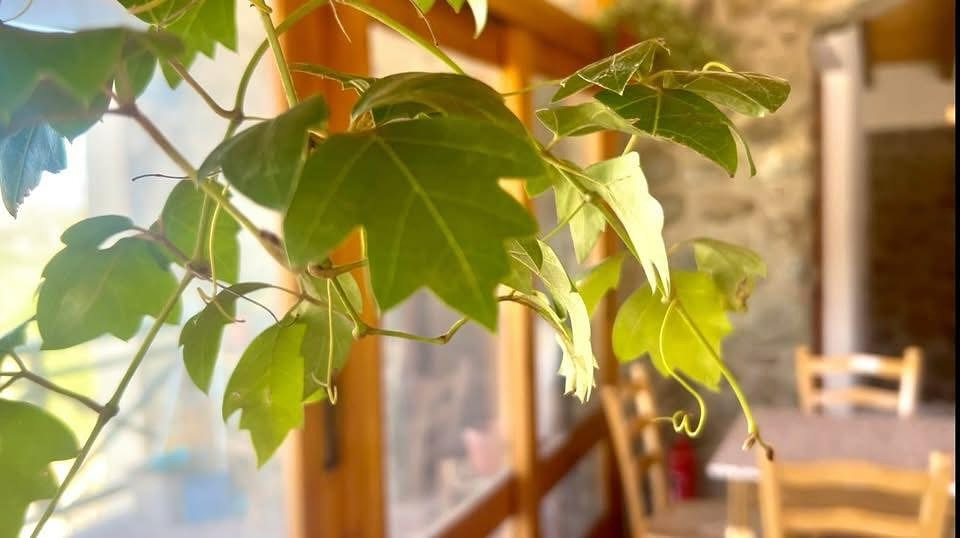 Δύο νέες επίδοξες επιχειρηματίες άνοιξαν στα ορεινά ένα υπέροχο καφενείο – Από το «μποστάνι» στο πιάτο