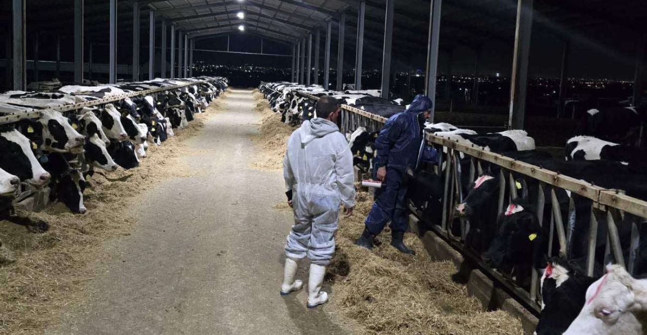 Αφθώδης πυρετός: Έγιναν 8 χιλ. εμβολιασμοί σε βοοειδή - Αναμονή για νέα παρτίδα εμβολίων – Σάλος με τον αγιασμό φάρμας