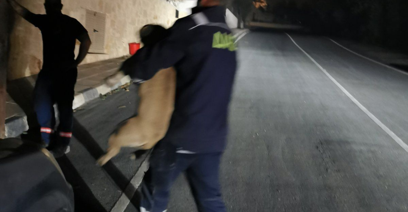 Κτηνίατροι της Λεμεσού προσφέρουν δωρεάν φροντίδα και περίθαλψη