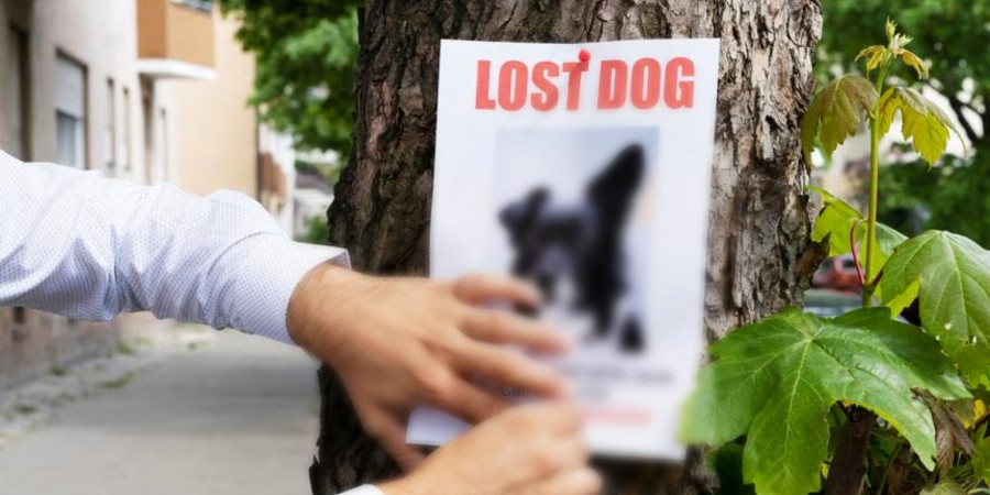 &Chi;ά&theta;&eta;&kappa;&epsilon; &sigma;&kappa;&upsilon;&lambda;ά&kappa;&iota; &sigma;&tau;&eta; &Lambda;&epsilon;&upsilon;&kappa;&omega;&sigma;ί&alpha; &ndash; &Alpha;&kappa;&omicron;ύ&epsilon;&iota; &sigma;&tau;&omicron; ό&nu;&omicron;&mu;&alpha; &laquo;Chase&raquo; &ndash; &Beta;&omicron;&eta;&theta;ή&sigma;&tau;&epsilon; &nu;&alpha; &epsilon;&nu;&tau;&omicron;&pi;&iota;&sigma;&tau;&epsilon;ί - &Phi;&omega;&tau;&omicron;&gamma;&rho;&alpha;&phi;ί&alpha;