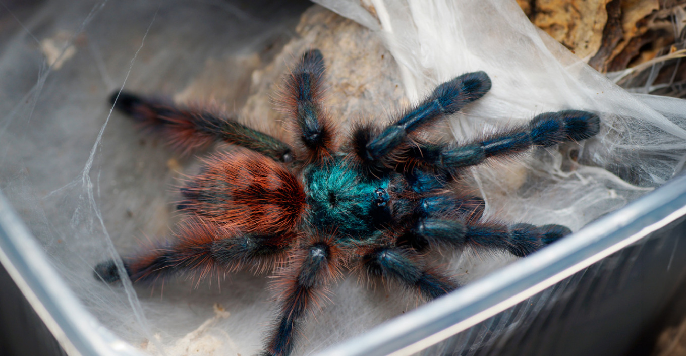 &Gamma;&upsilon;&nu;&alpha;ί&kappa;&alpha; &xi;έ&chi;&alpha;&sigma;&epsilon; &sigma;&epsilon; &tau;&rho;έ&nu;&omicron; &sigma;&tau;&eta; &Gamma;&epsilon;&rho;&mu;&alpha;&nu;ί&alpha; &pi;&alpha;&kappa;έ&tau;&omicron; &mu;&epsilon; 20 &beta;&rho;&alpha;&zeta;&iota;&lambda;&iota;ά&nu;&iota;&kappa;&epsilon;&sigmaf; &tau;&alpha;&rho;&alpha;&nu;&tau;&omicron;ύ&lambda;&epsilon;&sigmaf;