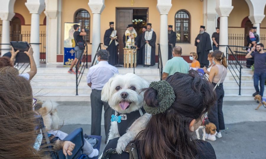 Έχετε κατοικίδια; Λάβετε σήμερα ευλογία από την Εκκλησία