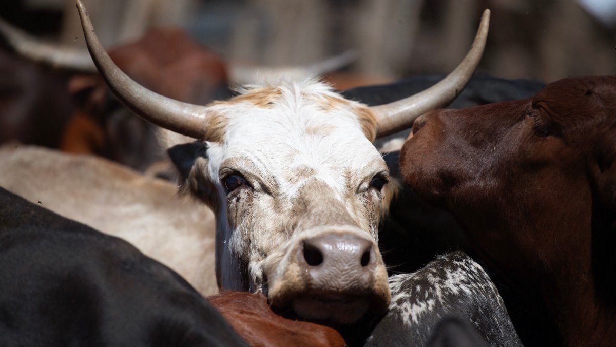 Αφθώδης πυρετός: Άρχισε η θανάτωση και ταφή μολυσμένων ζώων - Έρχονται εμπειρογνώμονες και εμβόλια
