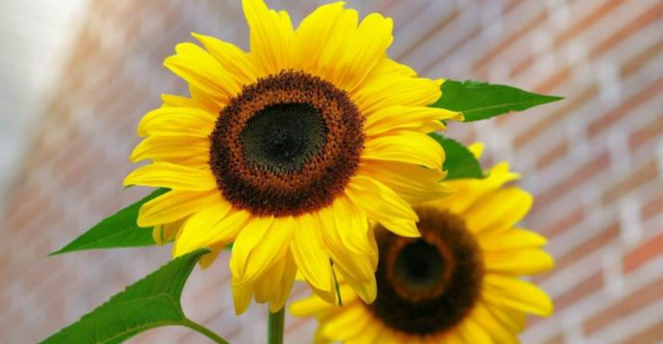 Ποιοι γιορτάζουν σήμερα 9 Ιανουαρίου – Μην ξεχάσετε να τους ευχηθείτε