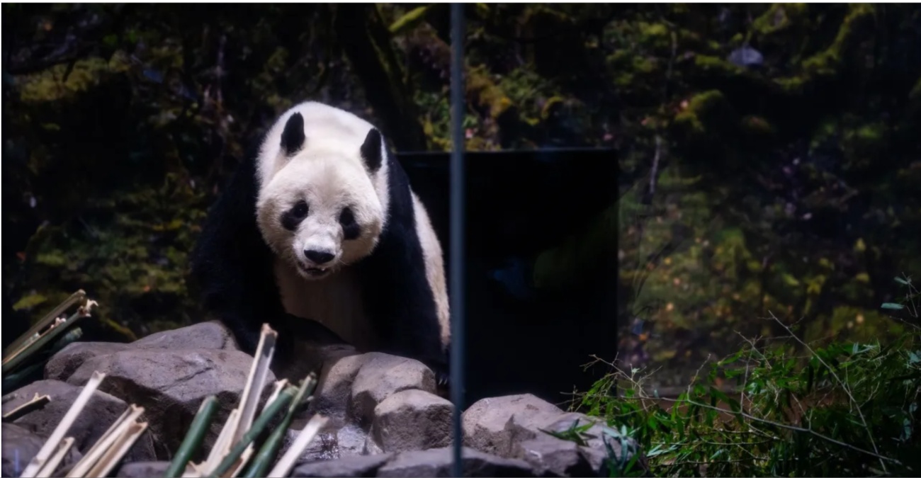 &Eta; &Iota;&alpha;&pi;&omega;&nu;ί&alpha; &alpha;&pi;&omicron;&chi;&alpha;&iota;&rho;&epsilon;&tau;ά &tau;&alpha; &tau;&epsilon;&lambda;&epsilon;&upsilon;&tau;ά&iota;&alpha; &tau;&eta;&sigmaf; &pi;ά&nu;&tau;&alpha; - &Epsilon;&pi;&iota;&sigma;&tau;&rho;έ&phi;&omicron;&upsilon;&nu; &sigma;&tau;&eta;&nu; &Kappa;ί&nu;&alpha; &epsilon;&nu; &mu;έ&sigma;&omega; ό&xi;&upsilon;&nu;&sigma;&eta;&sigmaf; &tau;&omega;&nu; &sigma;&chi;έ&sigma;&epsilon;&omega;&nu;
