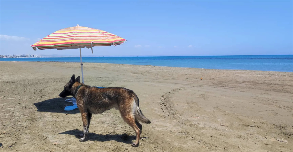 &Sigma;&tau;&omicron;&nu; &laquo;&alpha;έ&rho;&alpha;&raquo; &eta; &pi;&rho;ό&sigma;&beta;&alpha;&sigma;&eta; &sigma;&tau;&eta;&nu; &pi;&alpha;&rho;&alpha;&lambda;ί&alpha; &sigma;&kappa;ύ&lambda;&omega;&nu; &tau;&eta;&sigmaf; &Lambda;ά&rho;&nu;&alpha;&kappa;&alpha;&sigmaf; - &Zeta;&eta;&tau;&omicron;ύ&nu; &pi;&alpha;&rho;έ&mu;&beta;&alpha;&sigma;&eta; &tau;&omega;&nu; &Alpha;&rho;&chi;ώ&nu; - &Phi;&omega;&tau;&omicron;&gamma;&rho;&alpha;&phi;ί&epsilon;&sigmaf;