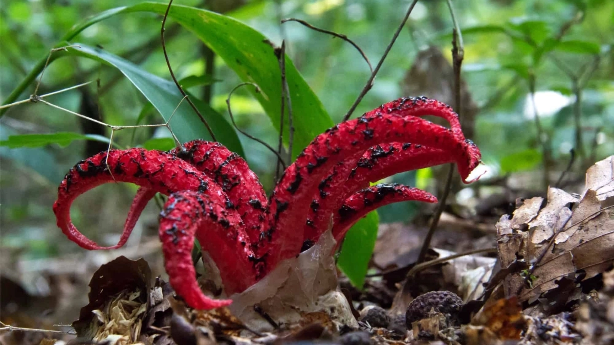 &Mu;&omicron;&iota;ά&zeta;&epsilon;&iota; &mu;&epsilon; &pi;&lambda;ά&sigma;&mu;&alpha; &tau;&rho;ό&mu;&omicron;&upsilon;, &alpha;&lambda;&lambda;ά &epsilon;ί&nu;&alpha;&iota; &mu;&alpha;&nu;&iota;&tau;ά&rho;&iota;: &Mu;&upsilon;&rho;ί&zeta;&epsilon;&iota; &sigma;ά&pi;&iota;&omicron; &kappa;&rho;έ&alpha;&sigmaf;