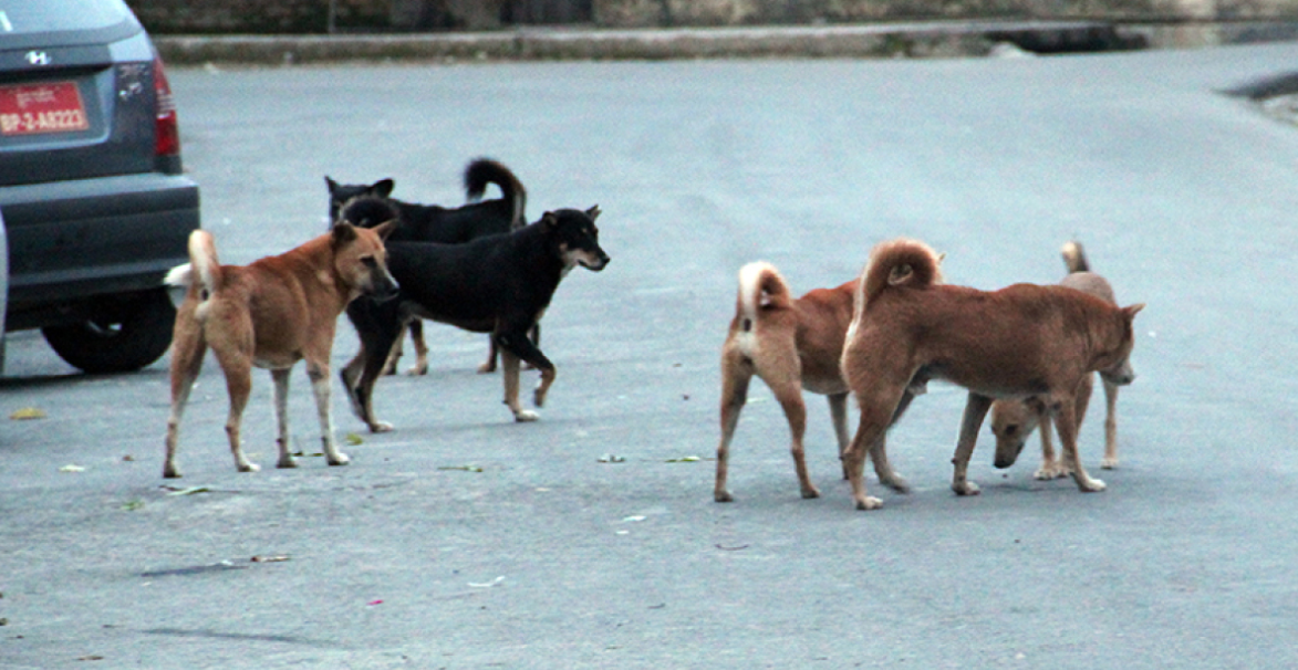 VIDEO: &Alpha;&nu;&eta;&sigma;&upsilon;&chi;ί&alpha; &sigma;&tau;&eta;&nu; &Kappa;&lambda;ή&rho;&omicron;&upsilon; &alpha;&pi;ό &alpha;&gamma;έ&lambda;&eta; &sigma;&kappa;ύ&lambda;&omega;&nu; - &Sigma;&epsilon; &alpha;&pi;ό&gamma;&nu;&omega;&sigma;&eta; &omicron;&iota; &kappa;ά&tau;&omicron;&iota;&kappa;&omicron;&iota; - &laquo;&Kappa;&alpha;&tau;&alpha;&sigma;&pi;ά&rho;&alpha;&xi;&alpha;&nu; &kappa;&omicron;&tau;ό&pi;&omicron;&upsilon;&lambda;&alpha; &kappa;&alpha;&iota; &gamma;ά&tau;&epsilon;&sigmaf;&raquo;