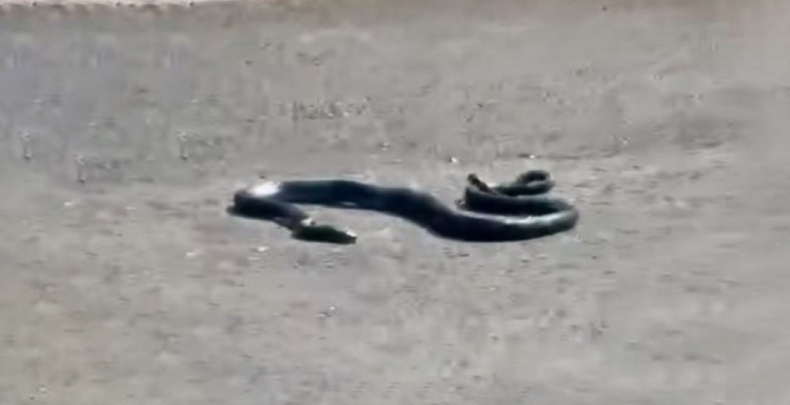 VIDEO: Φίδι βγήκε στο… σεργιάνι – Έκοβε βόλτες σε κεντρικό δρόμο της Κύπρου VIDEO: Φίδι βγήκε στο… σεργιάνι – Έκοβε βόλτες σε κεντρικό δρόμο της Κύπρου
