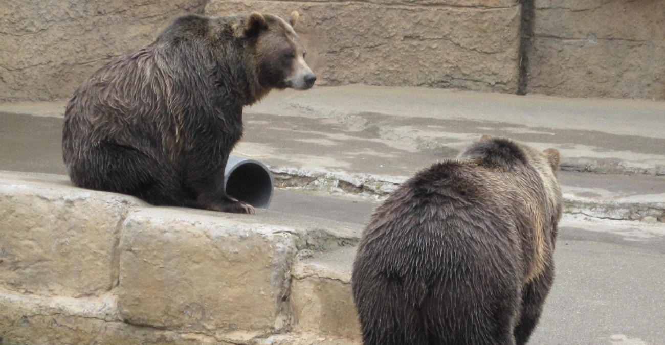 Βρήκαν αρκούδες σε υποστατικό στη Λευκωσία - Σε καταγγελία στη Νομική Υπηρεσία προχώρησαν οι Κτηνιατρικές Υπηρεσίες