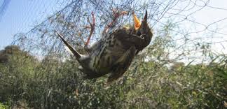 Πρόστιμα εννέα χιλιάδων ευρώ σε τρεις κυνηγούς - Εντοπίστηκαν δίκτυα παγίδευσης και συσκευή μιμητικών ήχων