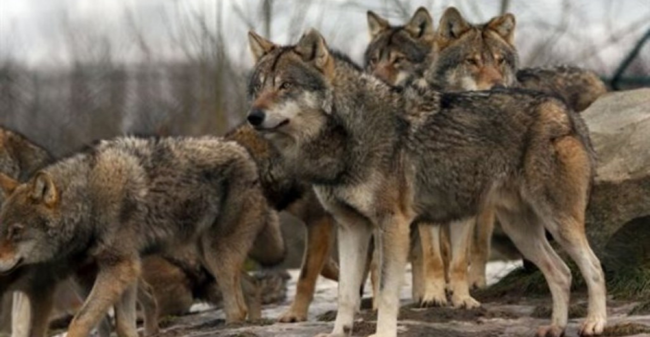 &Gamma;&iota;&alpha;&tau;ί &epsilon;ί&nu;&alpha;&iota; &alpha;&pi;&alpha;&rho;&alpha;ί&tau;&eta;&tau;&omicron;&iota; &omicron;&iota; &lambda;ύ&kappa;&omicron;&iota;; &Eta; &alpha;&pi;ά&nu;&tau;&eta;&sigma;&eta; &pi;&omicron;&upsilon; &alpha;&lambda;&lambda;ά&zeta;&epsilon;&iota; ό&sigma;&alpha; &nu;&omicron;&mu;ί&zeta;&alpha;&mu;&epsilon;