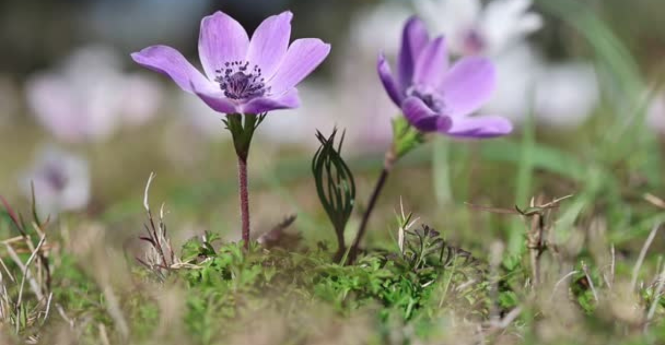 Η Κύπρος «ντύθηκε» με χρώματα: Εντυπωσιακό θέαμα στο νησί με ανθισμένες ανεμώνες - Δείτε βίντεο