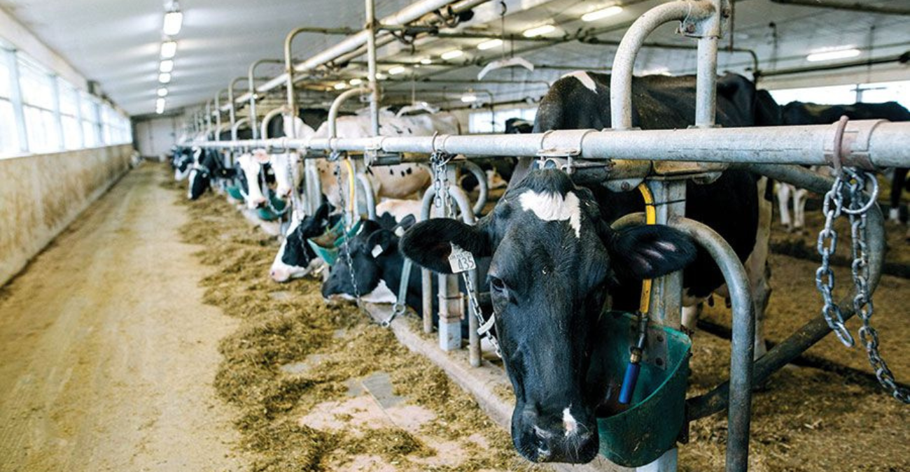 «Ασπίδα» προστασίας στο Γέρι - Σε εξέλιξη οι εμβολιασμοί κατά του αφθώδους πυρετού