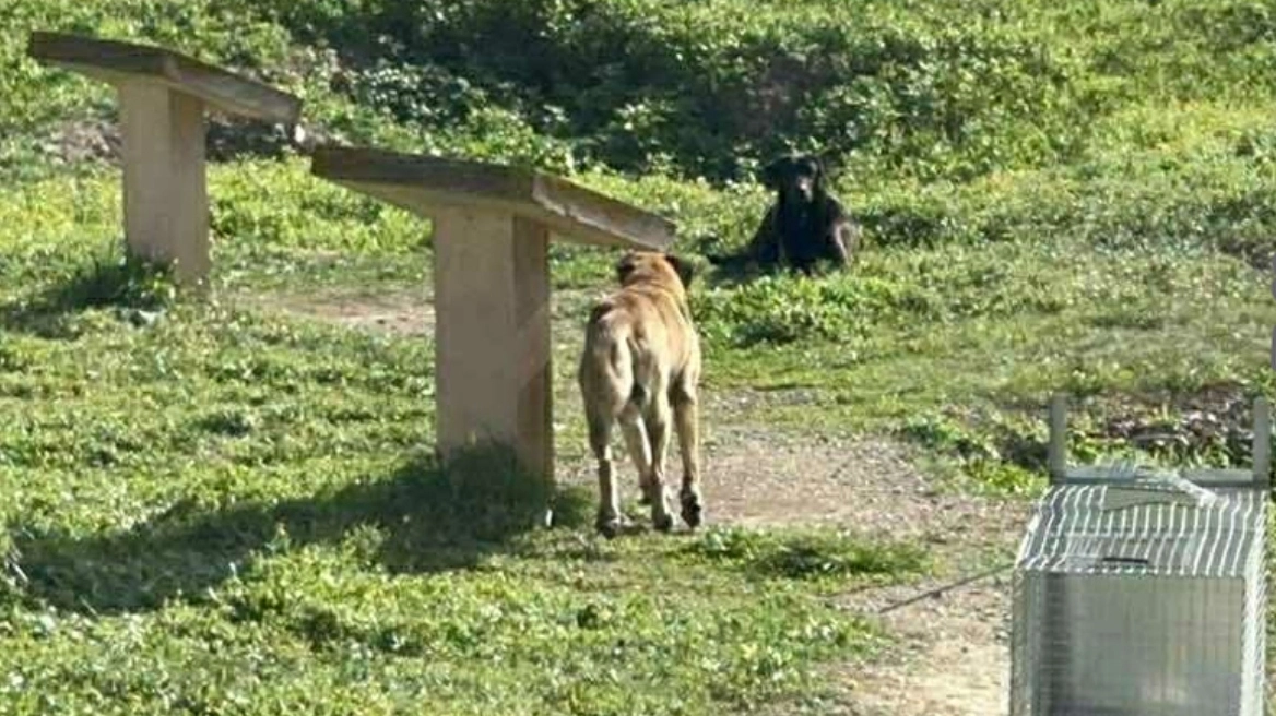 Άγρια επίθεση αδέσποτων σκυλιών σε 17χρονη στο Αργος