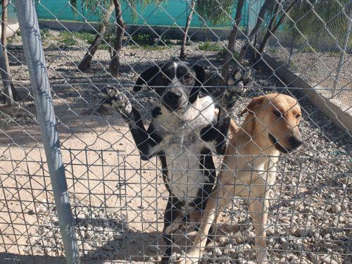 Ανησυχία εθελοντών του Καταφυγίου Ζώων Πάφου για την απομάκρυνση 2.000 ζώων