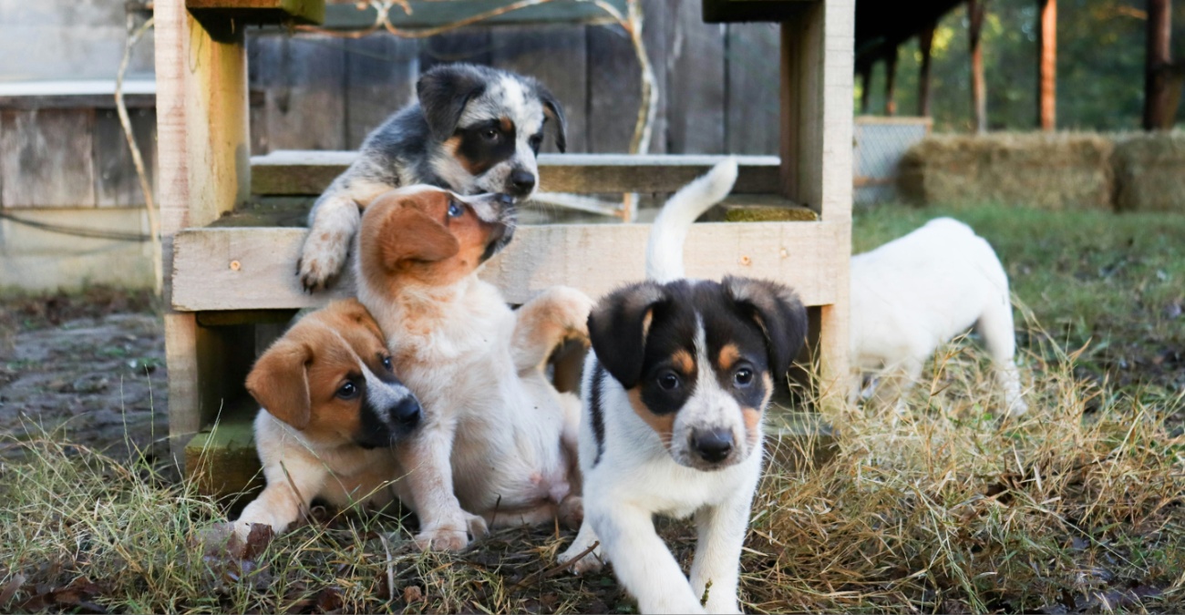 &Tau;&rho;&alpha;&gamma;&iota;&kappa;ή &kappa;&alpha;&tau;ά&lambda;&eta;&xi;&eta; &sigma;&tau;&eta; &Lambda;&epsilon;&upsilon;&kappa;&omega;&sigma;ί&alpha;: &Tau;&rho;ί&alpha; &sigma;&kappa;&upsilon;&lambda;&iota;ά &epsilon;&nu;&tau;&omicron;&pi;ί&sigma;&tau;&eta;&kappa;&alpha;&nu; &nu;&epsilon;&kappa;&rho;ά &sigma;&epsilon; &phi;&rho;ά&kappa;&tau;&eta; &lambda;&upsilon;&mu;ά&tau;&omega;&nu;