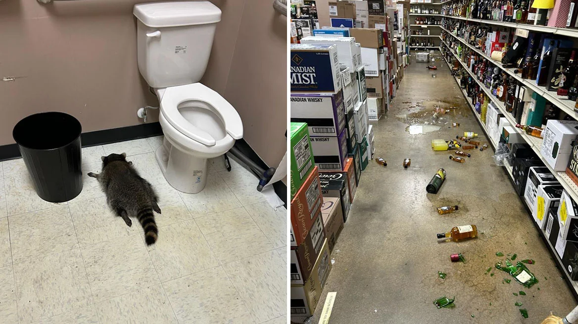 Ρακούν μπήκε σε κάβα στη Βιρτζίνια, μέθυσε και λιποθύμησε στο μπάνιο