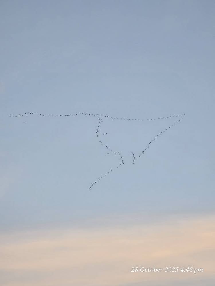 «Όταν τα πουλιά ζωγραφίζουν στον ουρανό» «Όταν τα πουλιά ζωγραφίζουν στον ουρανό»