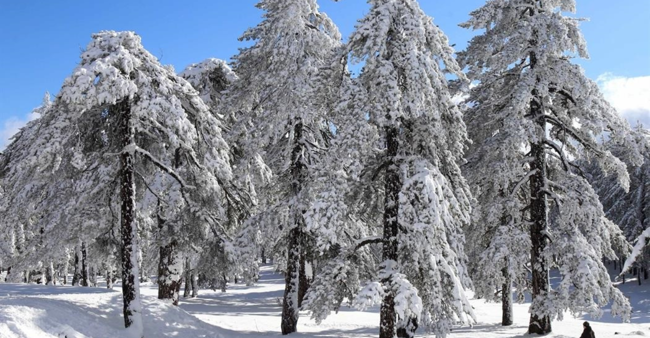 &Epsilon;&iota;&kappa;ό&nu;&epsilon;&sigmaf; &pi;&omicron;&upsilon; &mu;&omicron;&iota;ά&zeta;&omicron;&upsilon;&nu; &psi;&epsilon;ύ&tau;&iota;&kappa;&epsilon;&sigmaf;: &Eta; &mu;&alpha;&gamma;&iota;&kappa;ή &alpha;&nu;&alpha;&tau;&omicron;&lambda;ή &eta;&lambda;ί&omicron;&upsilon; &sigma;&tau;&omicron; &chi;&iota;&omicron;&nu;&iota;&sigma;&mu;έ&nu;&omicron; &Tau;&rho;ό&omicron;&delta;&omicron;&sigmaf;
