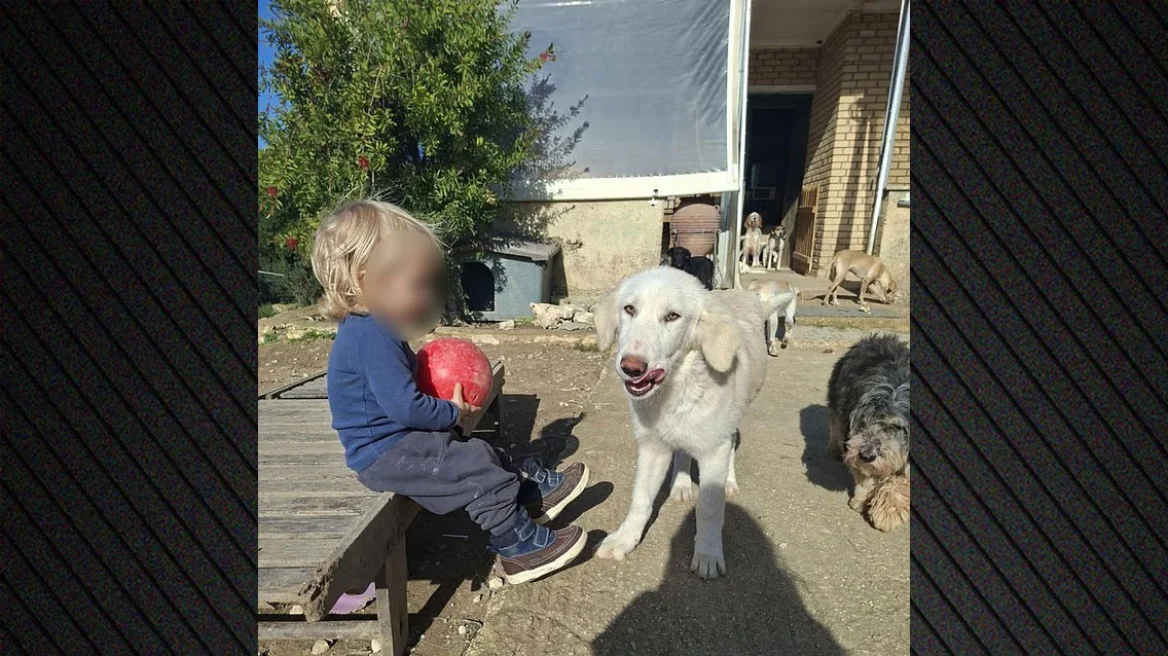 «Το πίτμπουλ τρόμαξε από πυροβολισμούς κυνηγών και κατασπάραξε τον Λίο» λέει η μητέρα του δίχρονου