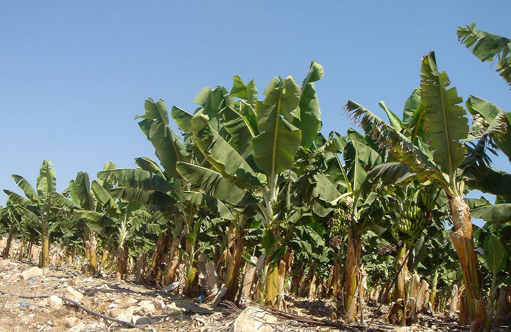 Έ&rho;&chi;&epsilon;&tau;&alpha;&iota; &tau;&omicron; &tau;έ&lambda;&omicron;&sigmaf; &tau;&eta;&sigmaf; &mu;&pi;&alpha;&nu;ά&nu;&alpha;&sigmaf; &sigma;&tau;&eta;&nu; &Pi;ά&phi;&omicron;; &Alpha;&gamma;&omega;&nu;&iota;&omicron;ύ&nu; &omicron;&iota; &alpha;&gamma;&rho;ό&tau;&epsilon;&sigmaf;
