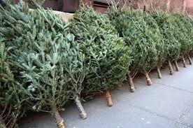 Θες χριστουγεννιάτικο δέντρο; Πότε ξεκινά η πώληση από το Τμήμα Δασών