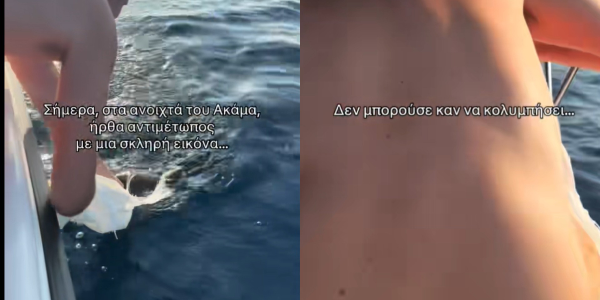 Συγκινητικό video: «Φύλακας-άγγελος» Κύπριος για χελώνα που παγιδεύτηκε σε πλαστική σακούλα Συγκινητικό video: «Φύλακας-άγγελος» Κύπριος για χελώνα που παγιδεύτηκε σε πλαστική σακούλα