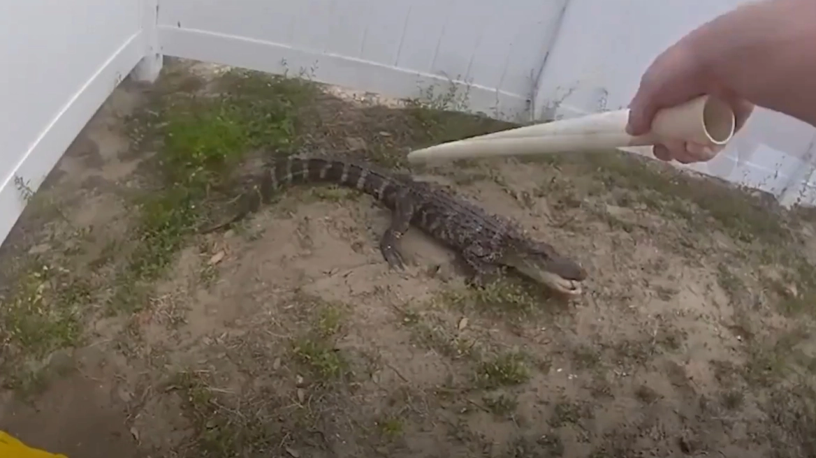 &Alpha;&sigma;&tau;&upsilon;&nu;&omicron;&mu;&iota;&kappa;ό&sigmaf; &pi;&alpha;&lambda;&epsilon;ύ&epsilon;&iota; &mu;&epsilon; &kappa;&rho;&omicron;&kappa;ό&delta;&epsilon;&iota;&lambda;&omicron; &gamma;&iota;&alpha; &nu;&alpha; &tau;&omicron;&nu; &laquo;&sigma;&upsilon;&lambda;&lambda;ά&beta;&epsilon;&iota;&raquo; - &Delta;&epsilon;ί&tau;&epsilon; &beta;ί&nu;&tau;&epsilon;&omicron;