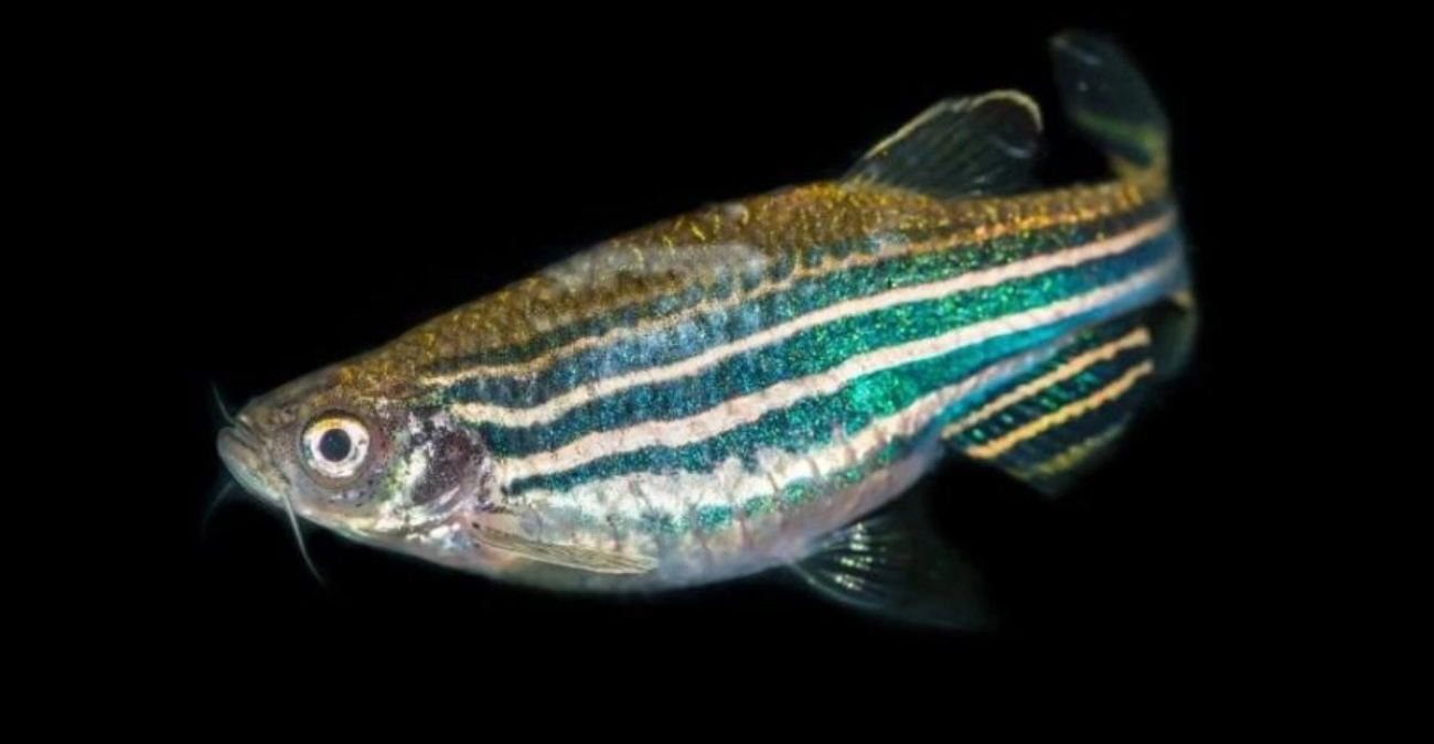 Το «τρίτο μάτι» που βοηθά τα ψάρια να προσανατολιστούν στο βάθος