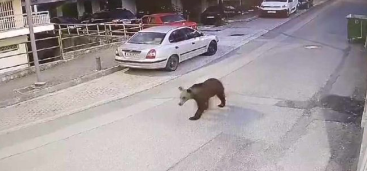 Ελλάδα: Αρκούδα κάνει βόλτες στο κέντρο της πόλης των Γρεβενών