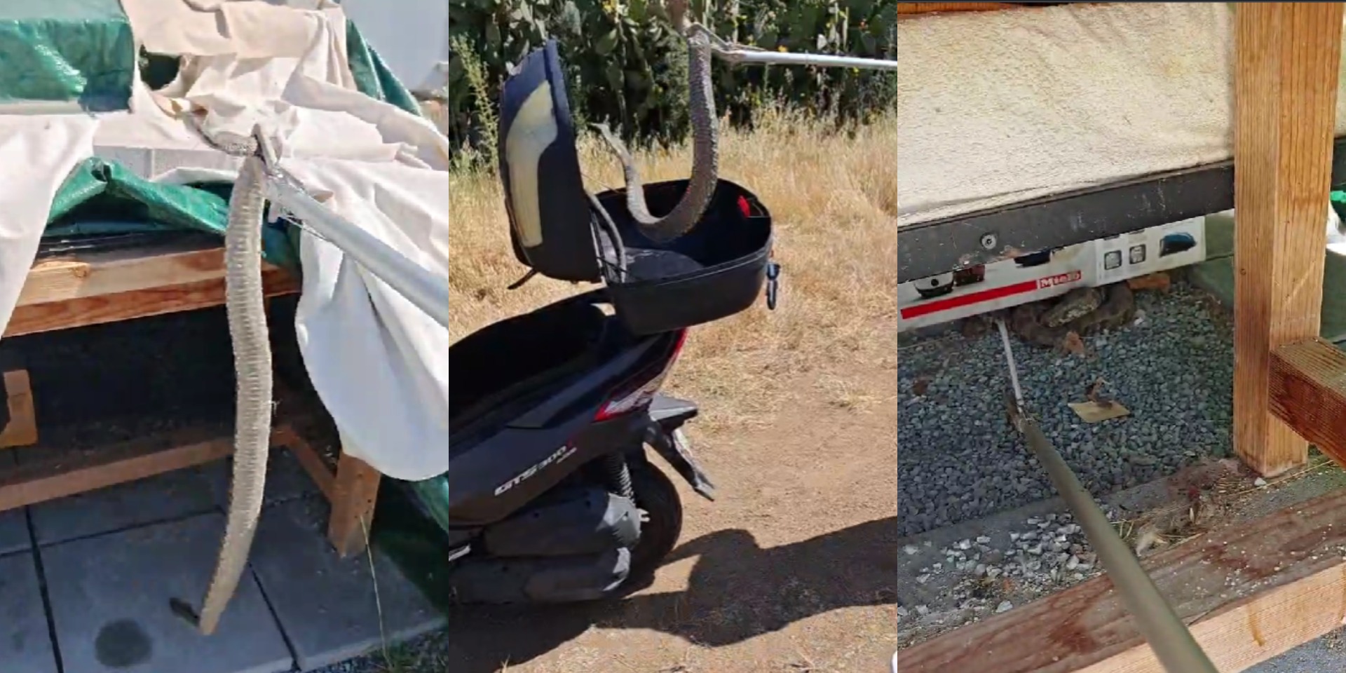 Η στιγμή που γνωστός Κύπριος γητευτής ερπετών πήγε για μια φίνα και εντόπισε… δύο