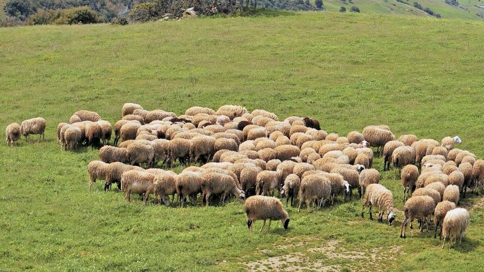 Αποδεκτή από τη Βουλή η αναπομπή για κτηνοτροφικές περιοχές Αποδεκτή από τη Βουλή η αναπομπή για κτηνοτροφικές περιοχές
