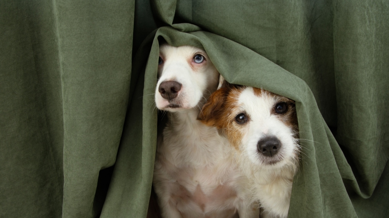 Πάσχα: Τι να κάνετε αν ο σκύλος σας φοβάται τα πυροτεχνήματα το βράδυ της Ανάστασης