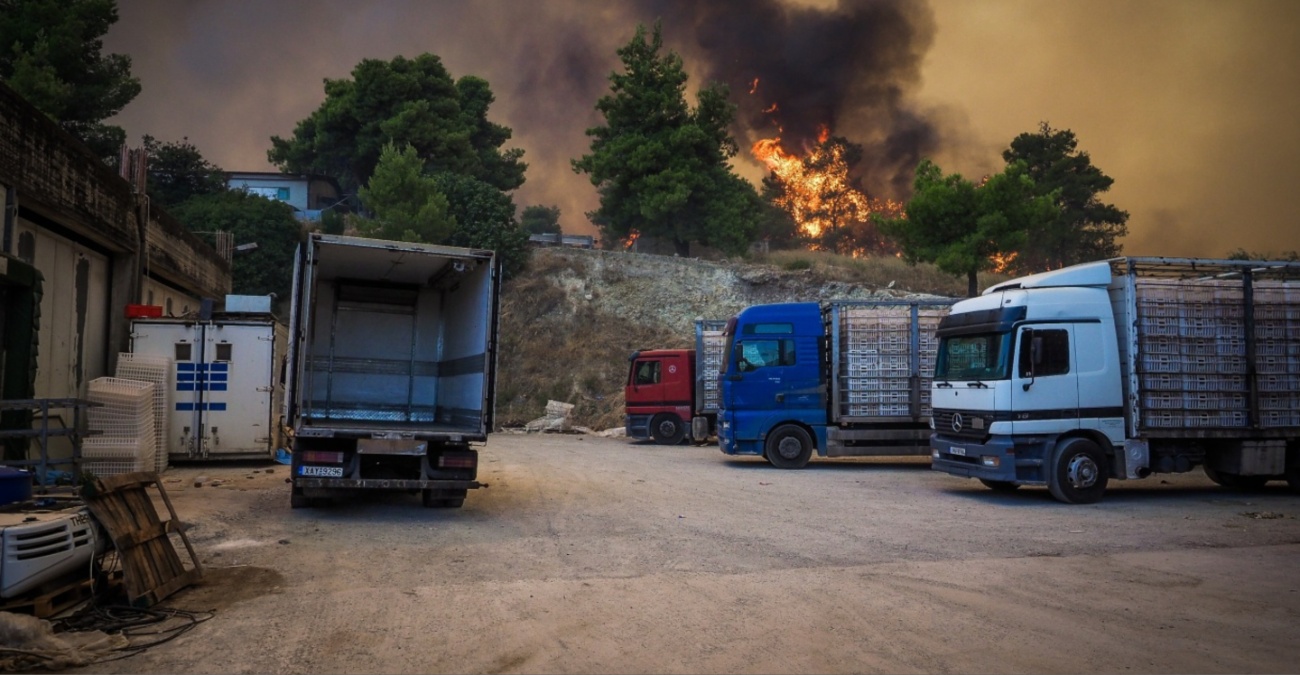 Τραγικός απολογισμός με χιλιάδες νεκρά ζώα στη σκιά των αναζωπυρώσεων Τραγικός απολογισμός με χιλιάδες νεκρά ζώα στη σκιά των αναζωπυρώσεων