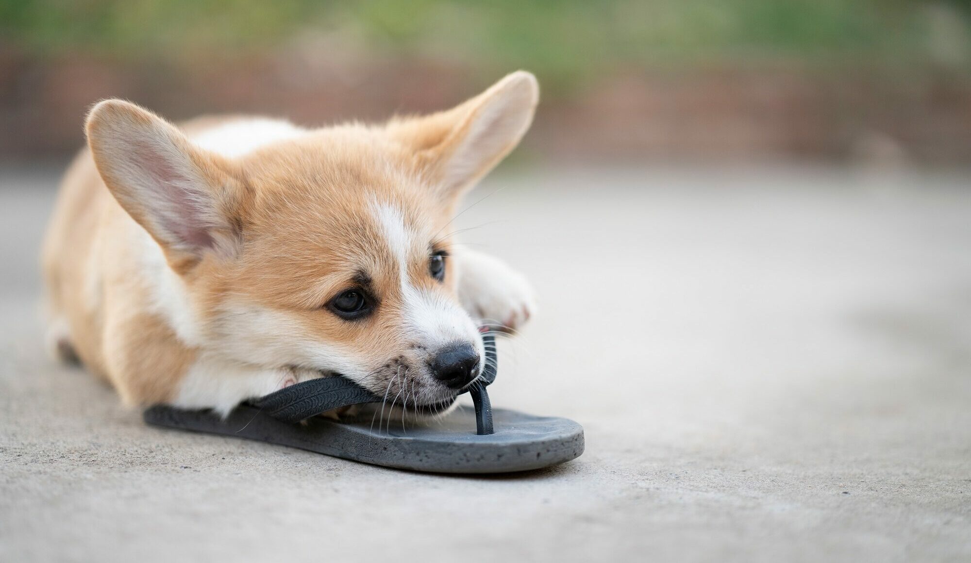 Πώς θα σταματήσετε ένα κουτάβι να μασάει τα πάντα μέσα στο σπίτι Πώς θα σταματήσετε ένα κουτάβι να μασάει τα πάντα μέσα στο σπίτι