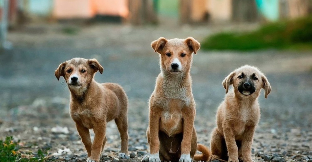 Λαμβάνουν αποφάσεις για το καταφύγιο με 2.000 ζώα – Προγραμματίζουν ειρηνική διαμαρτυρία στην Πάφο