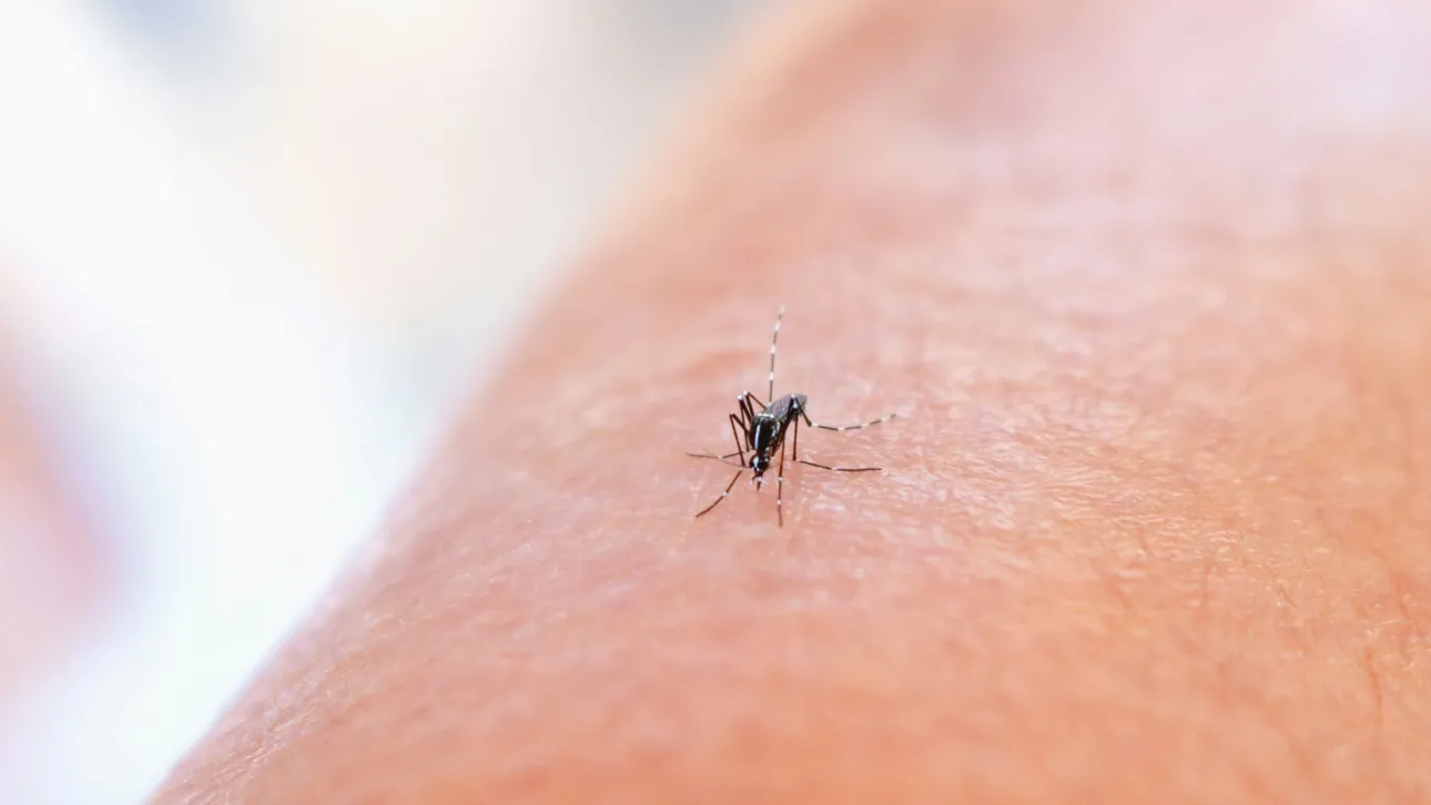Ειδικοί προειδοποιούν για τον νέο ιό των κουνουπιών Ειδικοί προειδοποιούν για τον νέο ιό των κουνουπιών