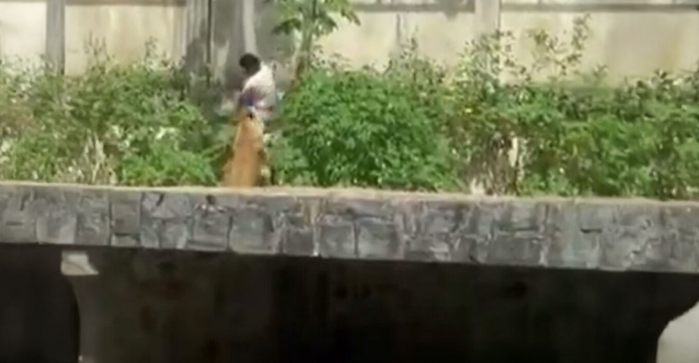 Τραγικός θάνατος για 19χρονο στη Βραζιλία: Μπήκε σε κλουβί ζωολογικού κήπου με λιοντάρια και τον κατασπάραξαν