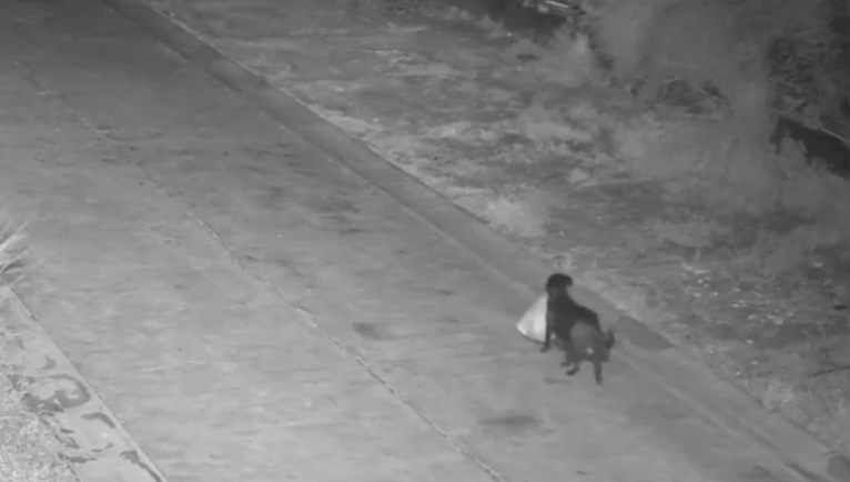 VIDEO: &Alpha;&pi;ί&sigma;&tau;&epsilon;&upsilon;&tau;&omicron; &pi;&epsilon;&rho;&iota;&sigma;&tau;&alpha;&tau;&iota;&kappa;ό - &Epsilon;&kappa;&pi;&alpha;ί&delta;&epsilon;&upsilon;&sigma;&epsilon; &tau;&omicron;&nu; &sigma;&kappa;ύ&lambda;&omicron; &tau;&omicron;&upsilon; &nu;&alpha;... &pi;&epsilon;&tau;ά&epsilon;&iota; &pi;&alpha;&rho;ά&nu;&omicron;&mu;&alpha; &tau;&alpha; &sigma;&kappa;&omicron;&upsilon;&pi;ί&delta;&iota;&alpha; - &Pi;ώ&sigmaf; &alpha;&pi;&omicron;&kappa;ά&lambda;&upsilon;&psi;&alpha;&nu; &tau;&eta;&nu; &laquo;&pi;&omicron;&nu;&eta;&rho;ή&raquo; &alpha;&pi;ά&tau;&eta;