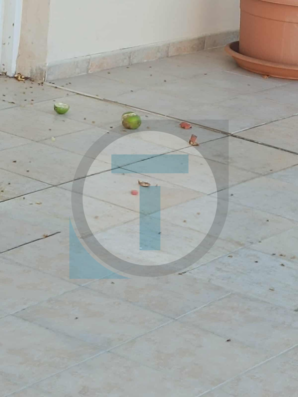 Νύχτες τρόμου στα Λιβάδια: Νεαροί πετούν ρόδια σε σπίτια ηλικιωμένων … Καμία σύλληψη – «Φοβόμαστε για τη ζωή μας!» Νύχτες τρόμου στα Λιβάδια: Νεαροί πετούν ρόδια σε σπίτια ηλικιωμένων … Καμία σύλληψη – «Φοβόμαστε για τη ζωή μας!»