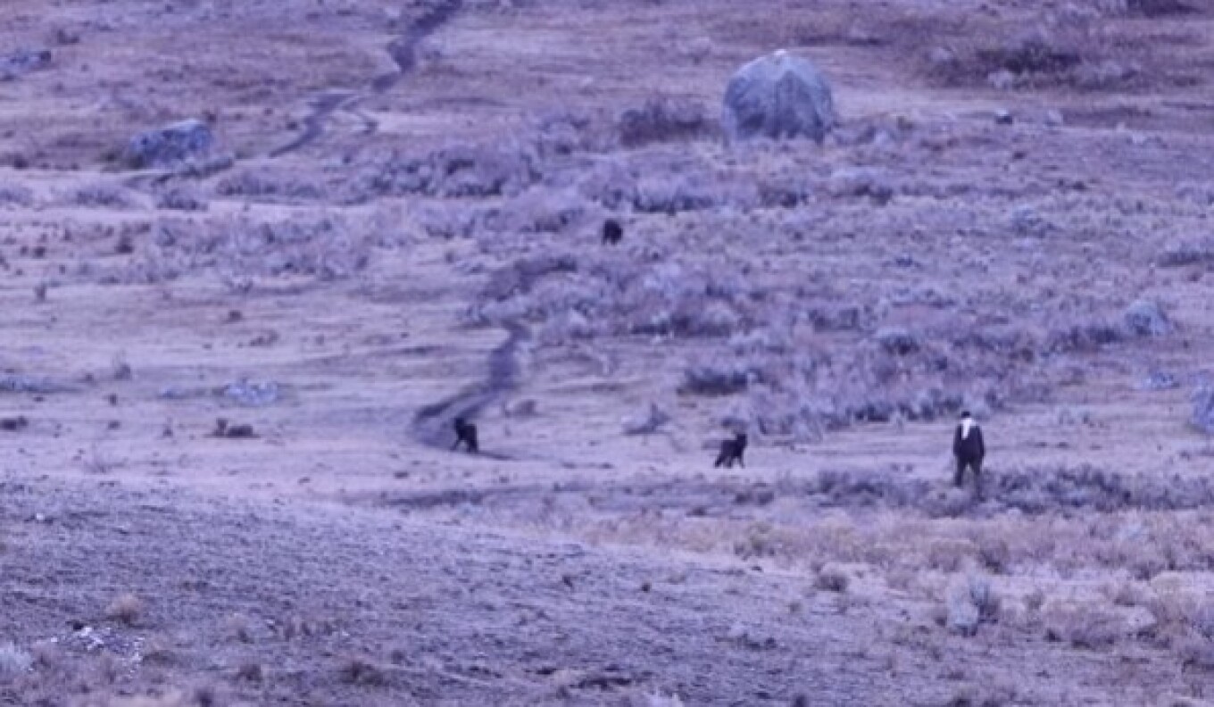Άνδρας καταγράφηκε σε βίντεο να πλησιάζει και να προκαλεί αγέλη λύκων στο πάρκο Γέλοουστοουν