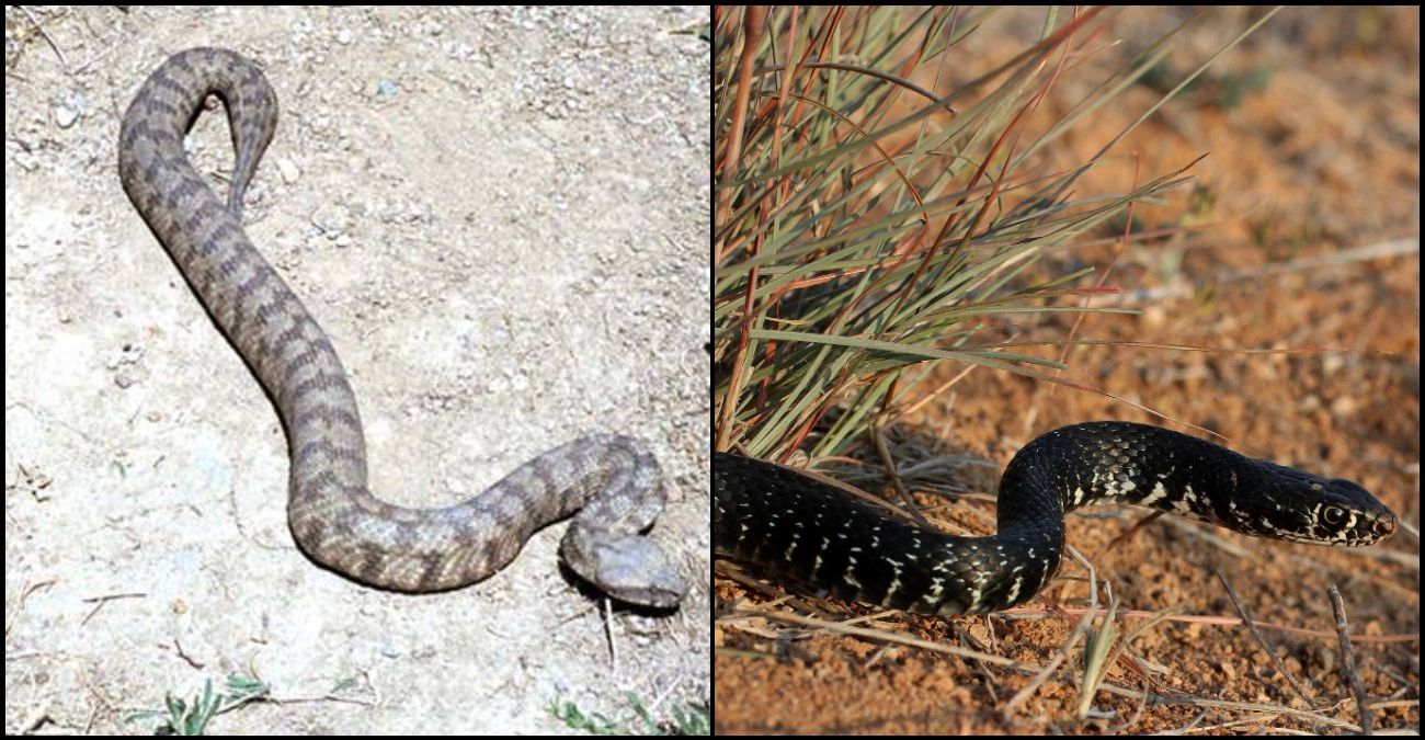 Έπιασαν οι ζέστες και άρχισαν να «ζώνουν» τα φίδια – Οι «ώρες κυκλοφορίας» και όσα πρέπει να προσέξουμε