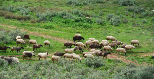 &Alpha;&phi;&theta;ώ&delta;&eta;&sigmaf; &pi;&upsilon;&rho;&epsilon;&tau;ό&sigmaf;: &Alpha;&nu;έ&lambda;&alpha;&beta;&epsilon; &tau;&eta; &delta;&iota;&alpha;&delta;&iota;&kappa;&alpha;&sigma;ί&alpha; &tau;&alpha;&phi;ή&sigmaf; &eta; &Epsilon;&theta;&nu;&iota;&kappa;ή &Phi;&rho;&omicron;&upsilon;&rho;ά